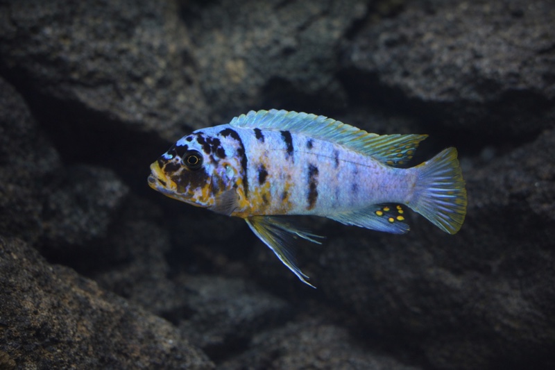 Maylandia fainzilberi 'Makonde'